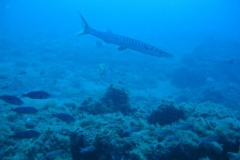 IMG_3779 (1024x768)
